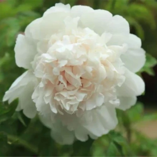 Paeonia Suffruticosa 'Bai Xue Ta' factory