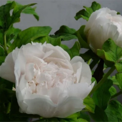 Paeonia Suffruticosa 'Bai Xue Ta' high quality