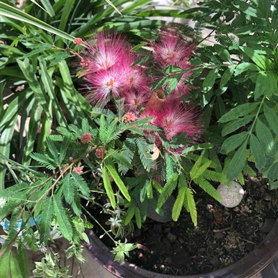 Semis d'Albizia Julibrissin