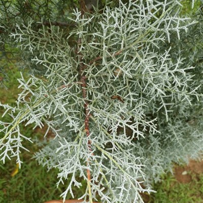 Semis de cyprès de glace bleue
