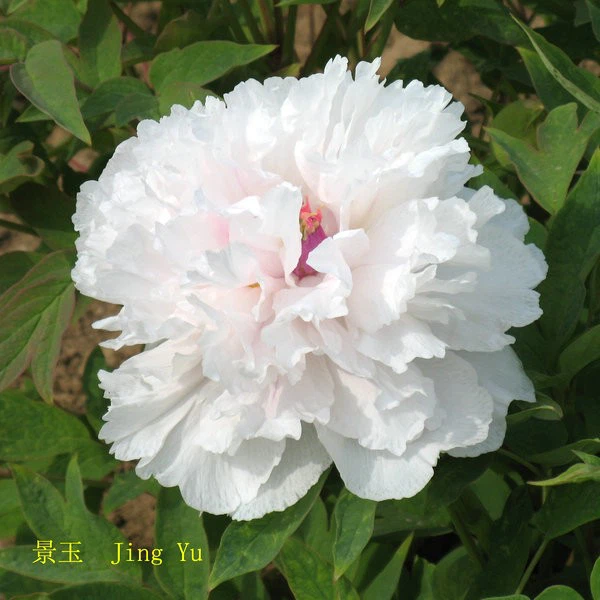 white (3)